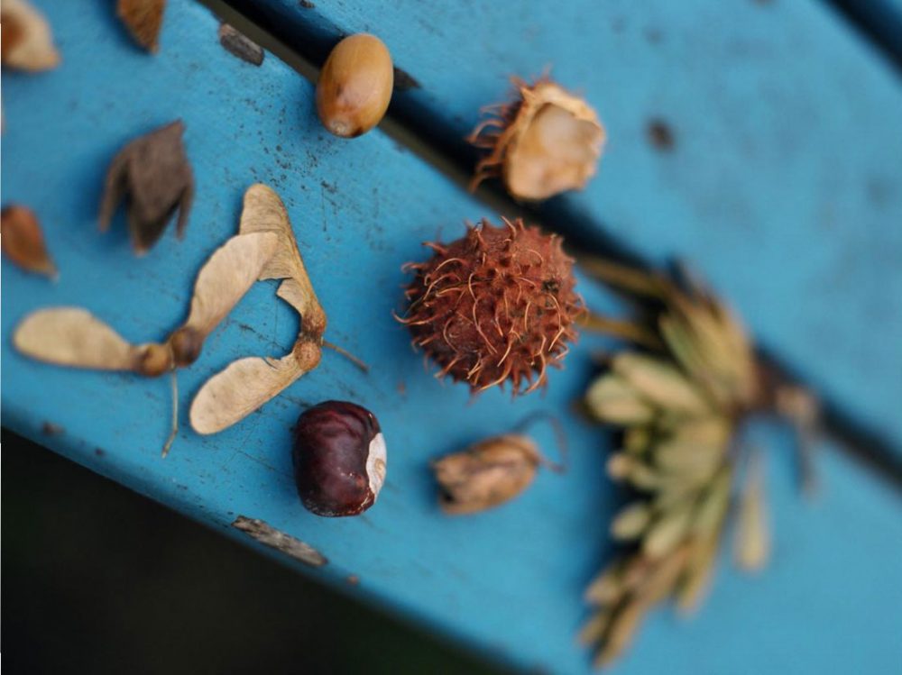 Objects from nature including an acorn sit on a blue plank of wood.