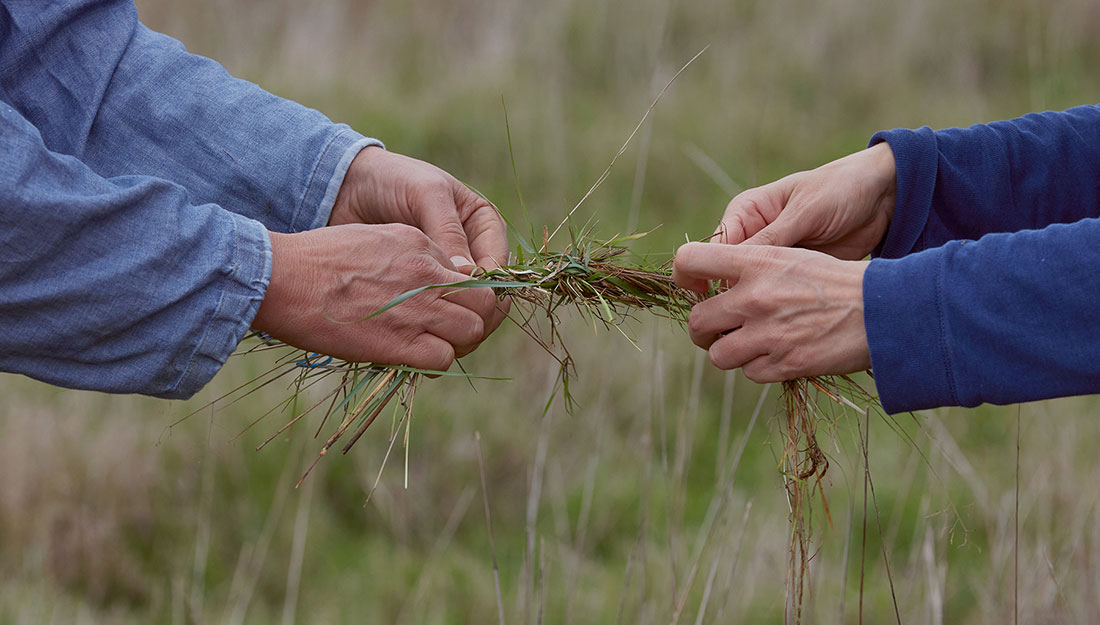 Two people's hands twist long grass together, holding at each end.