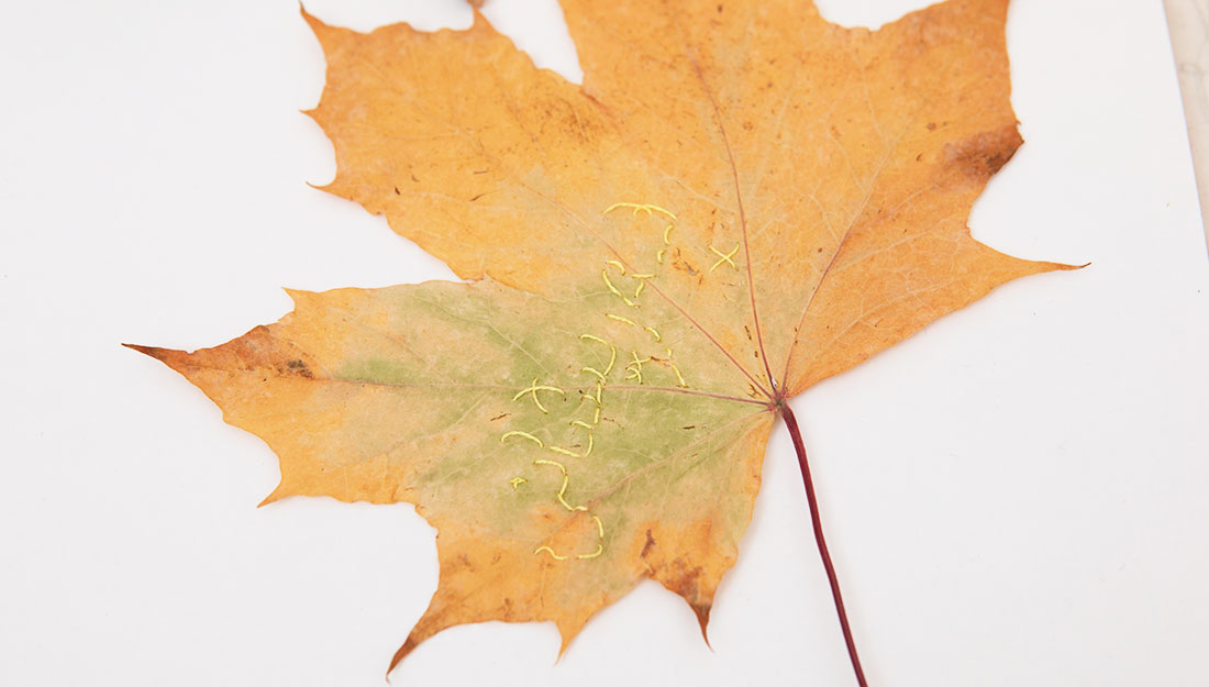 A large leaf is embroidered with thread.