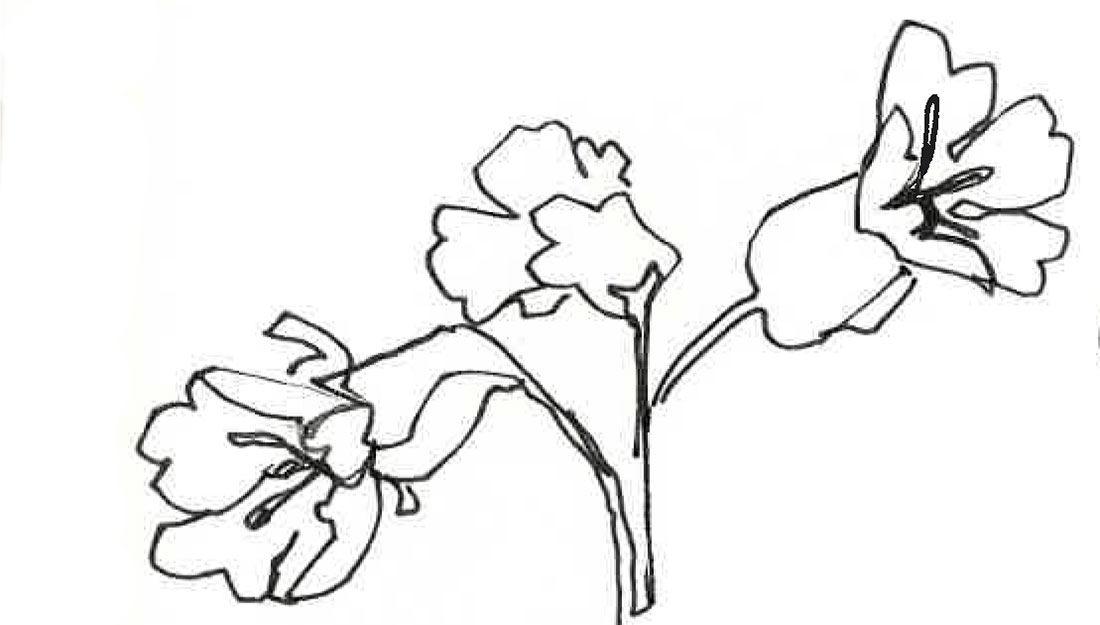 A simple outline pencil drawing of some primroses.